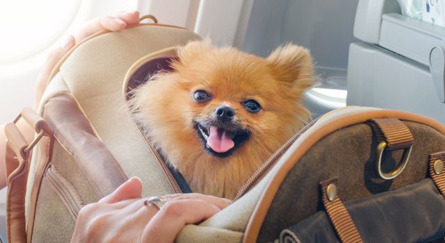 THY, business class’ta artık evcil hayvan kabul etmeyecek!