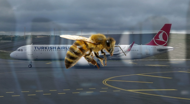 THY’nin İstanbul-Londra seferine arı engeli!