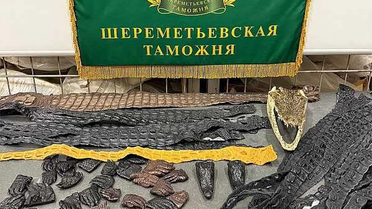 Moskova Havalimanı'nda 64 Parça Timsah Kalıntısı Şoku