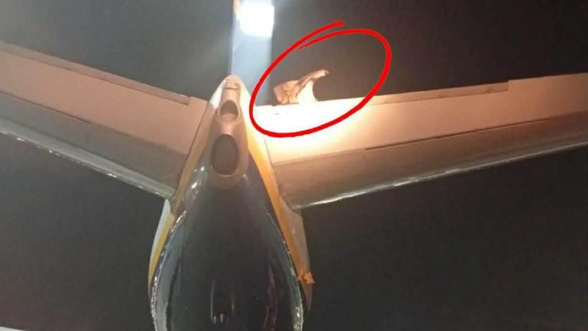 Girit'te Ryanair Uçağının Kuyruğuna Konan Akbaba Uçuşu Erteletti